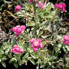 Kociánek dvoudomý 'Rotes Wunder' - Antennaria dioica 'Rotes Wunder'