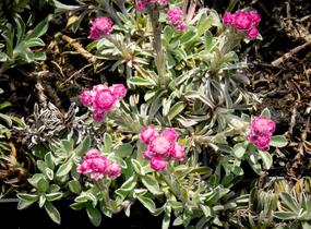 Kociánek dvoudomý 'Rotes Wunder' - Antennaria dioica 'Rotes Wunder'