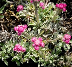 Kociánek dvoudomý 'Rotes Wunder' - Antennaria dioica 'Rotes Wunder'
