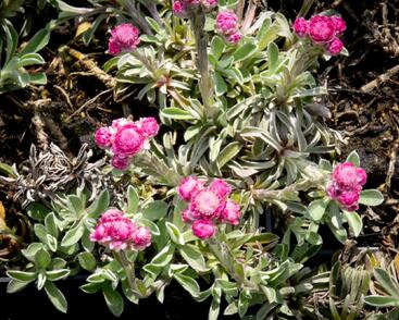 Kociánek dvoudomý 'Rotes Wunder'