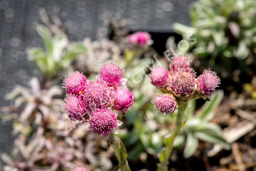 Kociánek dvoudomý 'Rotes Wunder' - Antennaria dioica 'Rotes Wunder'