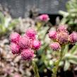 Kociánek dvoudomý 'Rotes Wunder' - Antennaria dioica 'Rotes Wunder'