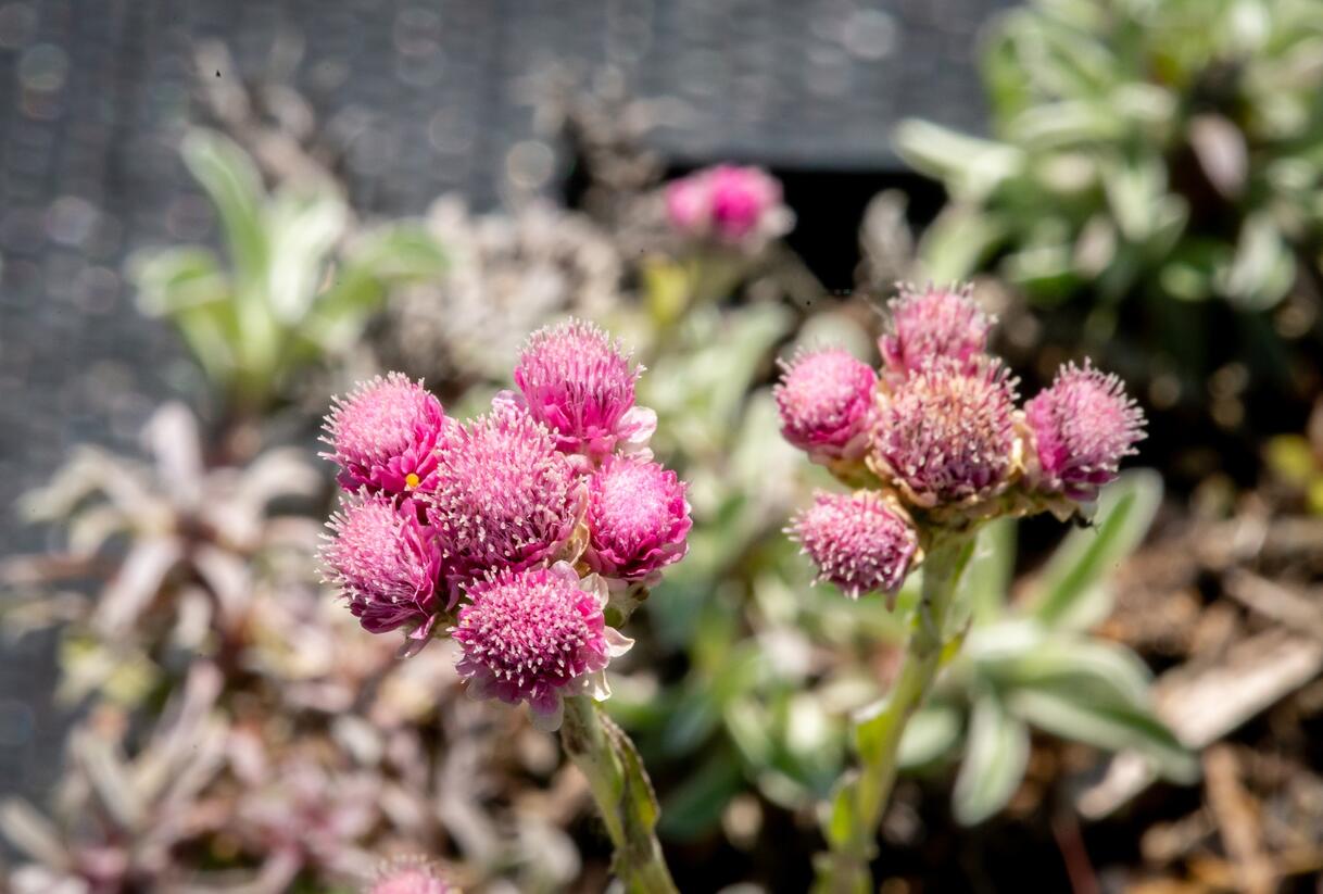 Kociánek dvoudomý 'Rotes Wunder' - Antennaria dioica 'Rotes Wunder'