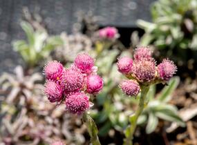 Kociánek dvoudomý 'Rotes Wunder' - Antennaria dioica 'Rotes Wunder'