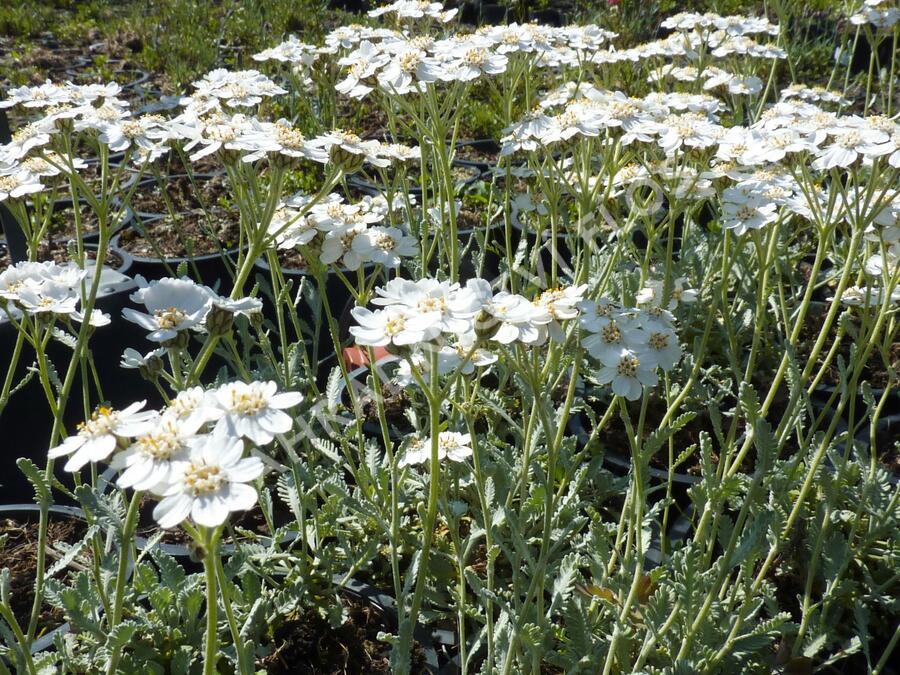 Řebříček okoličnatý - Achillea umbellata