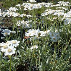 Řebříček okoličnatý - Achillea umbellata