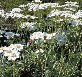 Řebříček okoličnatý - Achillea umbellata