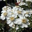 Řebříček okoličnatý - Achillea umbellata