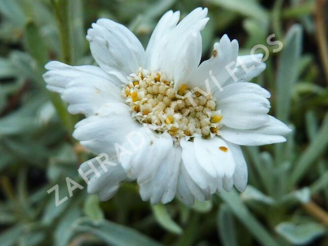 Řebříček nestařcolistý - Achillea ageratifolia