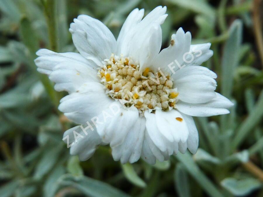 Řebříček nestařcolistý - Achillea ageratifolia