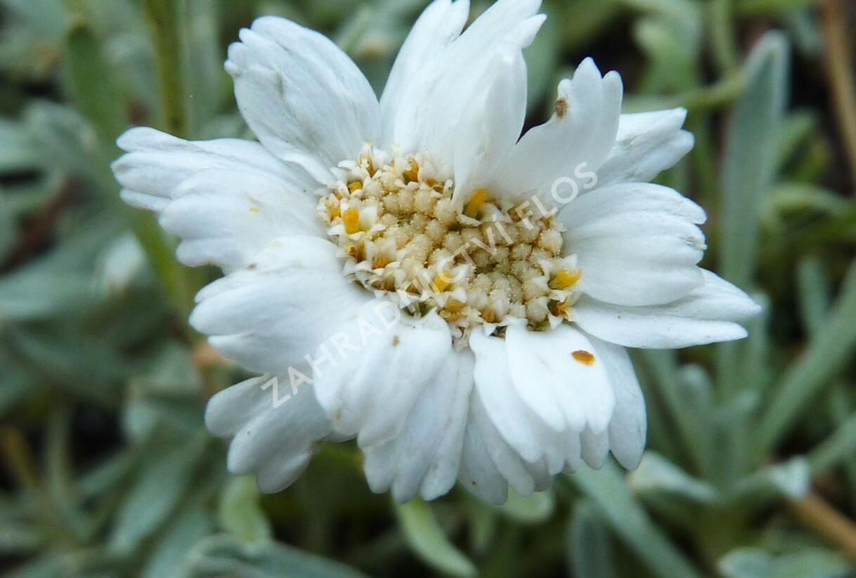 Řebříček nestařcolistý - Achillea ageratifolia