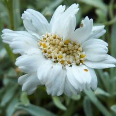 Řebříček nestařcolistý - Achillea ageratifolia