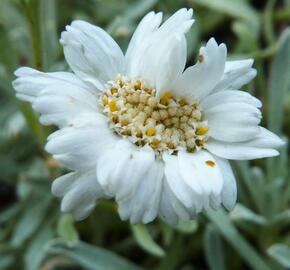 Řebříček nestařcolistý - Achillea ageratifolia