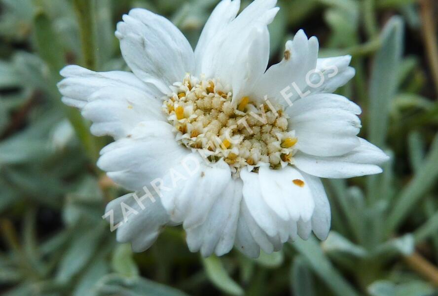 Řebříček nestařcolistý - Achillea ageratifolia