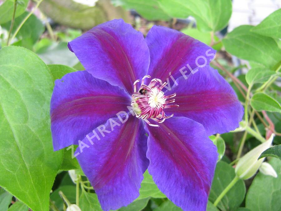 Plamének 'Wildfire' - Clematis 'Wildfire'