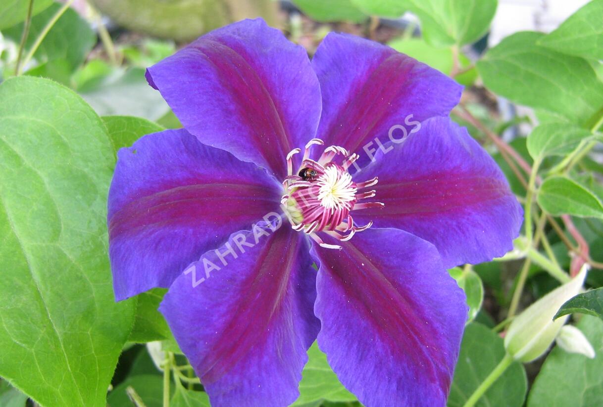 Plamének 'Wildfire' - Clematis 'Wildfire'