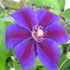 Plamének 'Wildfire' - Clematis 'Wildfire'