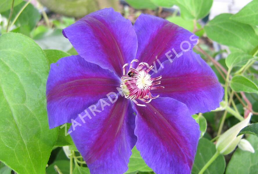 Plamének 'Wildfire' - Clematis 'Wildfire'