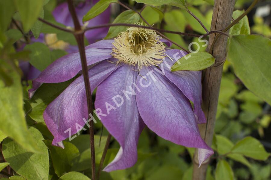 Plamének vlašský 'Polish Spirit' - Clematis viticella 'Polish Spirit'