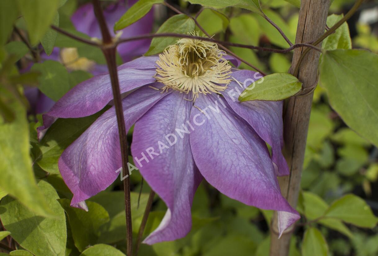Plamének vlašský 'Polish Spirit' - Clematis viticella 'Polish Spirit'