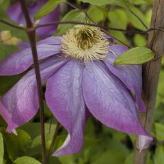 Plamének vlašský 'Polish Spirit' - Clematis viticella 'Polish Spirit'