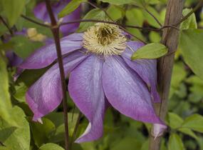 Plamének vlašský 'Polish Spirit' - Clematis viticella 'Polish Spirit'