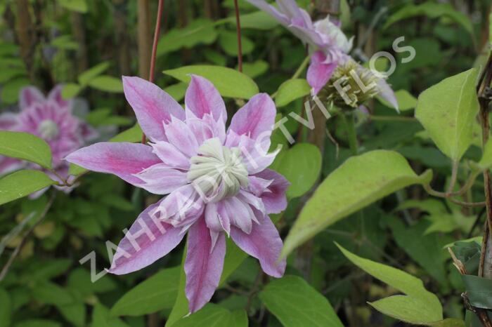 Plamének 'Josephina Evihojohill' - Clematis 'Josephina Evihojohill'