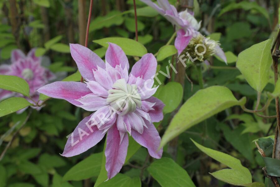 Plamének 'Josephina Evihojohill' - Clematis 'Josephina Evihojohill'