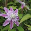 Plamének 'Josephina Evihojohill' - Clematis 'Josephina Evihojohill'