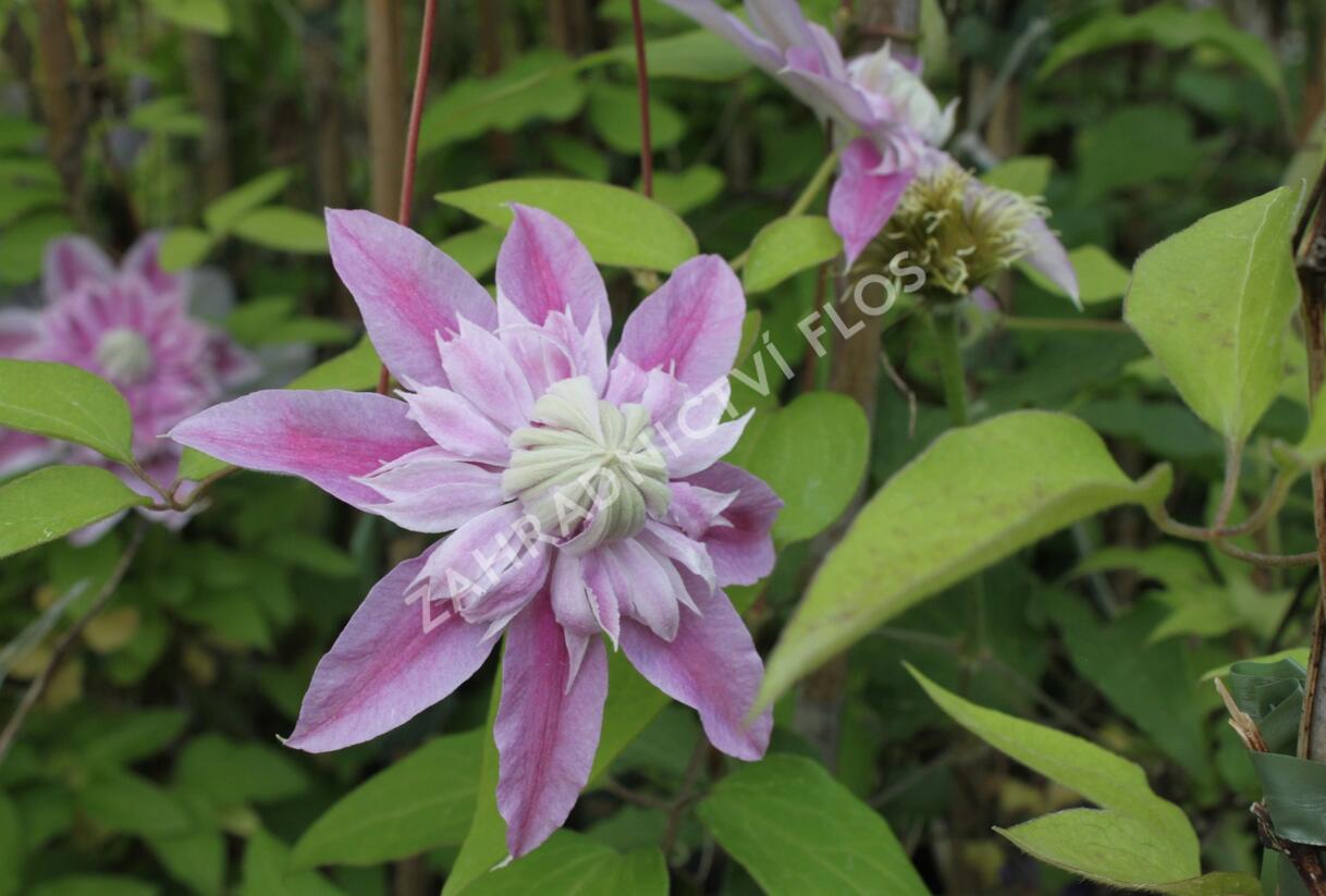 Plamének 'Josephina Evihojohill' - Clematis 'Josephina Evihojohill'