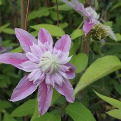 Plamének 'Josephina Evihojohill' - Clematis 'Josephina Evihojohill'