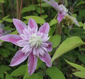 Plamének 'Josephina Evihojohill' - Clematis 'Josephina Evihojohill'