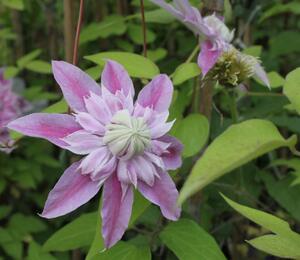 Plamének 'Josephina Evihojohill' - Clematis 'Josephina Evihojohill'