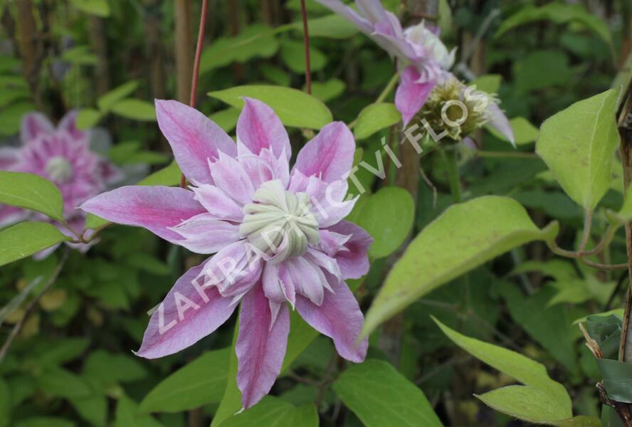 Plamének 'Josephina Evihojohill' - Clematis 'Josephina Evihojohill'
