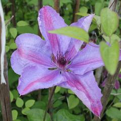 Plamének 'Minister' - Clematis 'Minister'