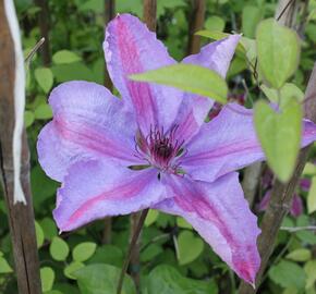 Plamének 'Minister' - Clematis 'Minister'