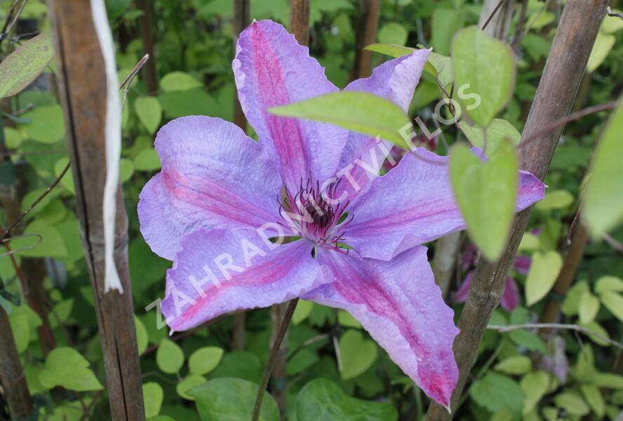 Plamének 'Minister' - Clematis 'Minister'