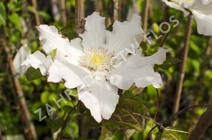 Plamének 'Mercury' - Clematis 'Mercury'