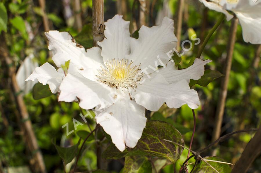 Plamének 'Mercury' - Clematis 'Mercury'