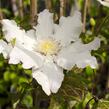 Plamének 'Mercury' - Clematis 'Mercury'