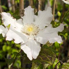 Plamének 'Mercury' - Clematis 'Mercury'