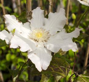 Plamének 'Mercury' - Clematis 'Mercury'