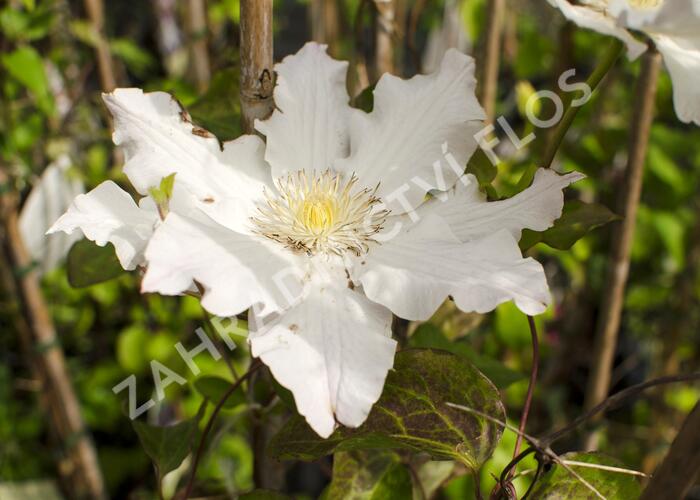 Plamének 'Mercury' - Clematis 'Mercury'