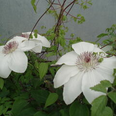 Plamének 'Matka Urszula Ledóchowska' - Clematis 'Matka Urszula Ledóchowska'