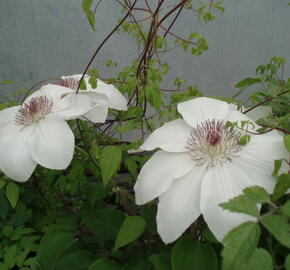 Plamének 'Matka Urszula Ledóchowska' - Clematis 'Matka Urszula Ledóchowska'