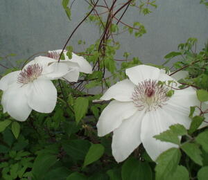 Plamének 'Matka Urszula Ledóchowska' - Clematis 'Matka Urszula Ledóchowska'