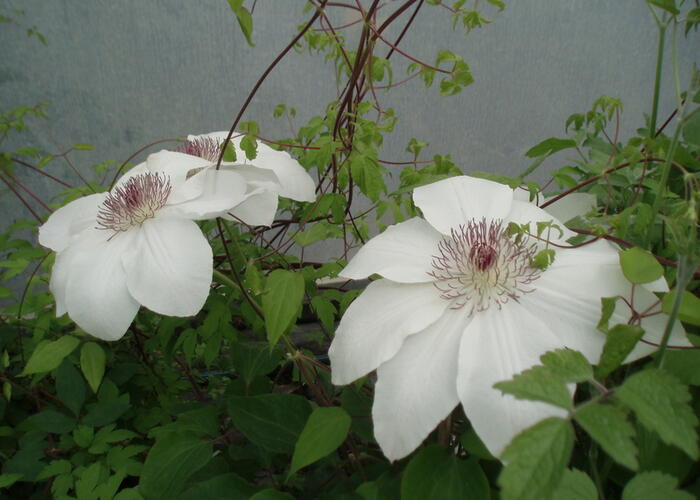 Plamének 'Matka Urszula Ledóchowska' - Clematis 'Matka Urszula Ledóchowska'
