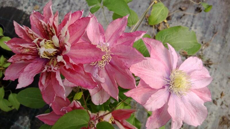 Plamének 'Little Mermaid' - Clematis 'Little Mermaid'