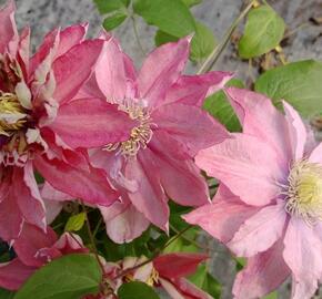 Plamének 'Little Mermaid' - Clematis 'Little Mermaid'