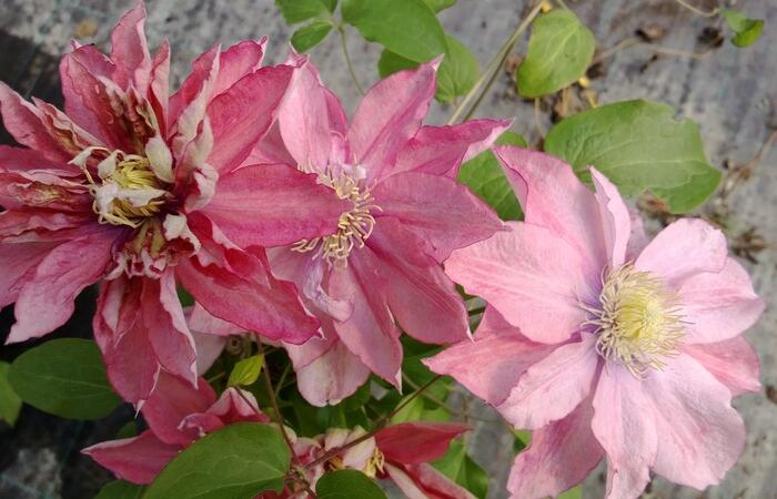 Plamének 'Little Mermaid' - Clematis 'Little Mermaid'